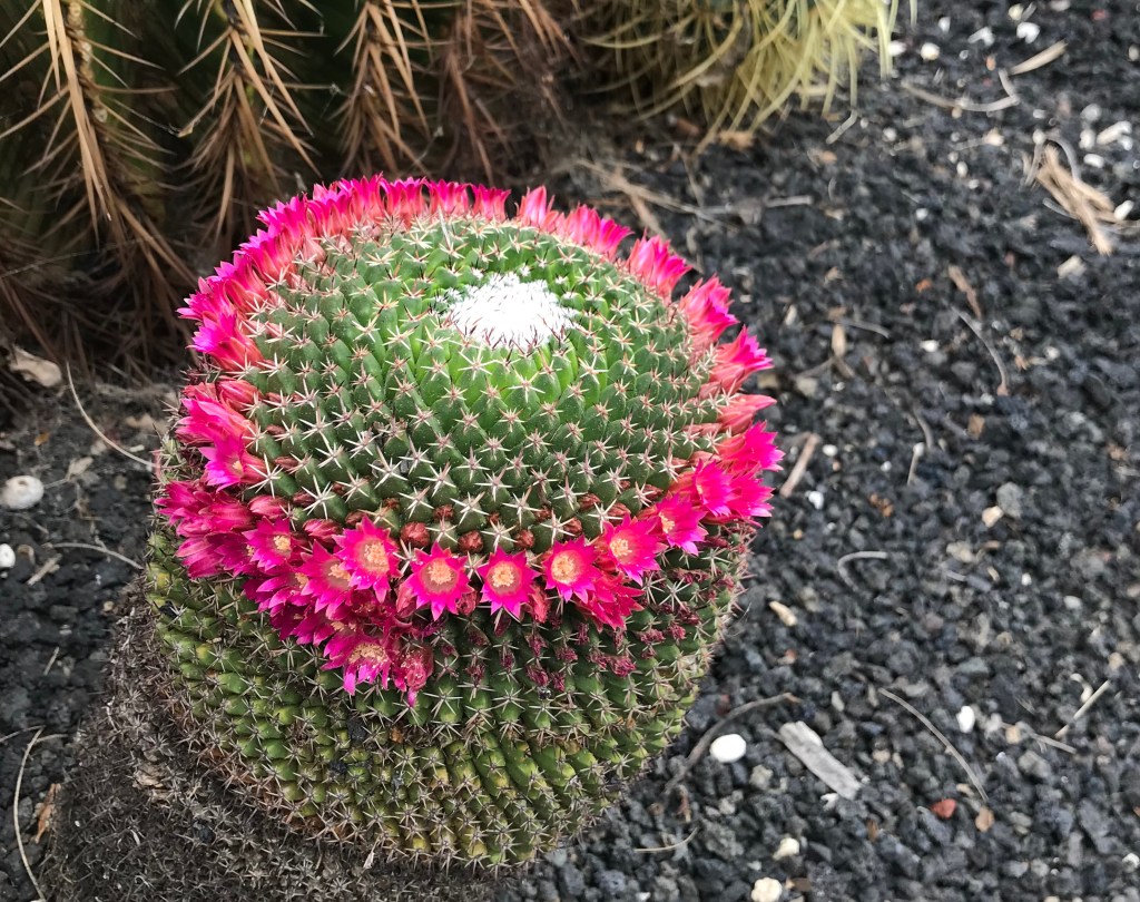 Chapter 2: Dr.&nbsp;Falkner