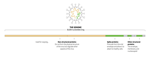 Mutation of virus is as sure as we pay&nbsp;taxes.